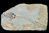 Fossil Crinoid (Cyathocrinites) - Crawfordsville, Indiana #148990-1